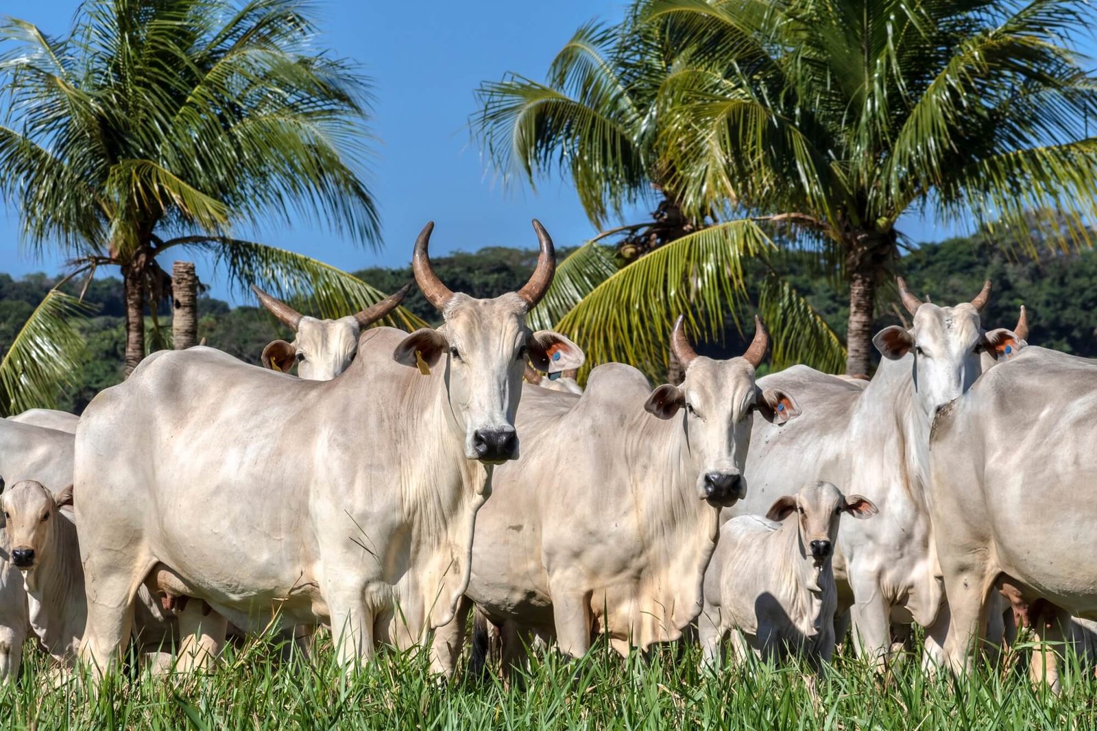 Banner Bov Tônico Gado