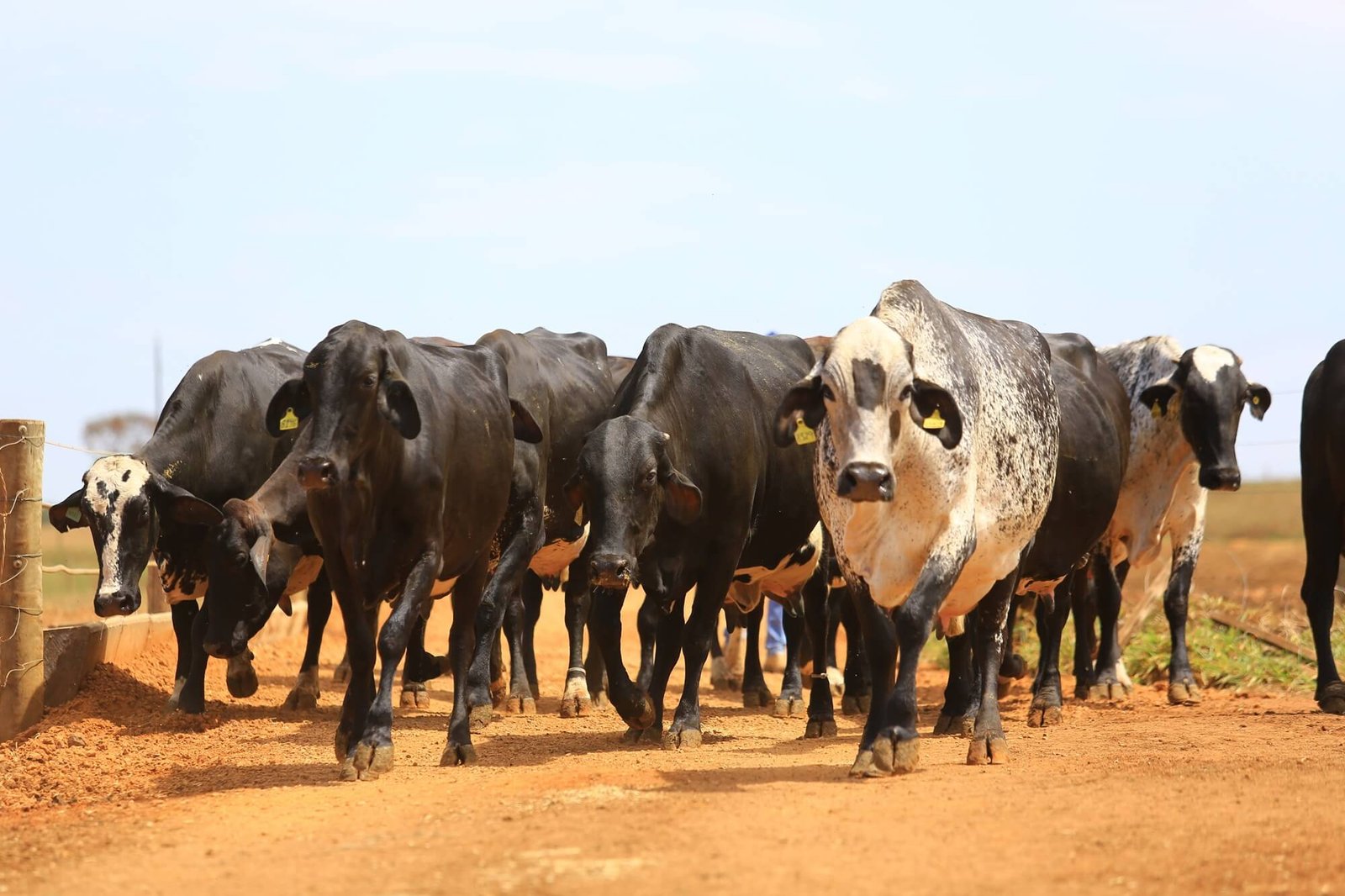 Banner Bov Tônico Gado Garrote Vacas